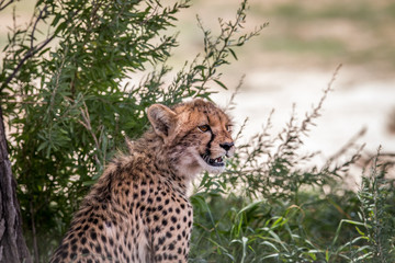 Young Cheetah starring.