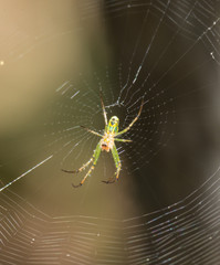 Spider on a web