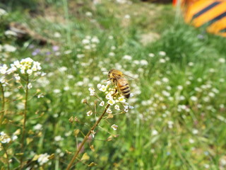 ミツバチ honeybee