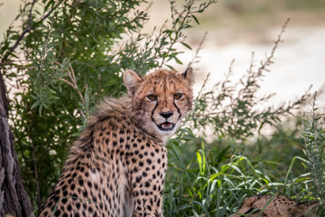 Starring Cheetah in the Kgalagadi.