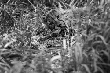 Young Cheetah eating.