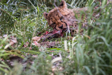 Young Cheetah eating.