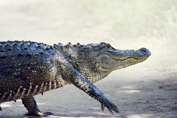 Alligator Crossing a trail