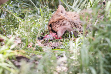 Naklejka na ściany i meble Young Cheetah eating.