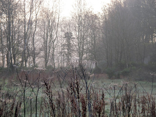 Dixies in December collection