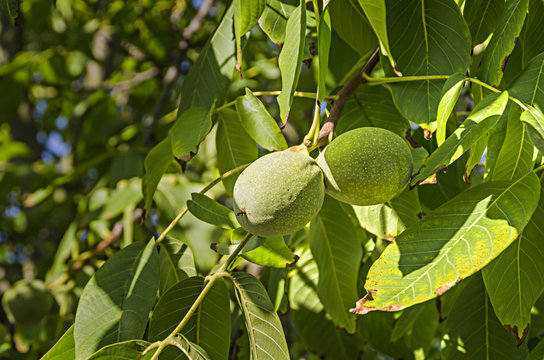 Green walnut growing on a tree closeup