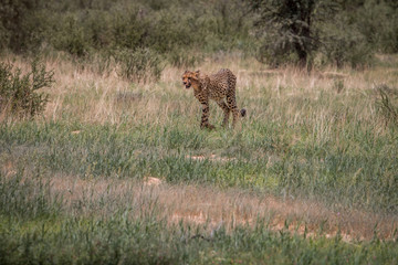 Cheetah walking in the grass.