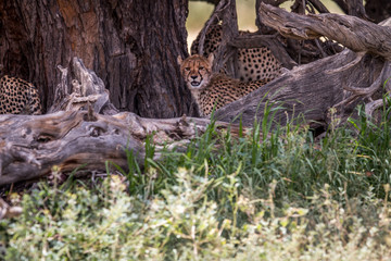 Naklejka na ściany i meble Starring Cheetah from under a tree.