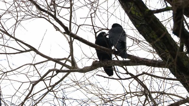 Pair of ravens sits on tree. One big black bird defecates.