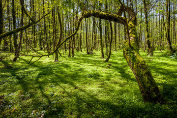 Beautiful green spring forest landscape, humid sunny day