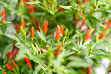 Red Chilli plant