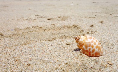 Shell on the beach