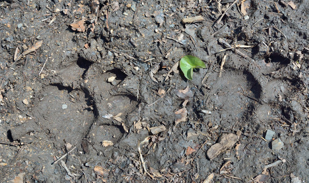 Footprints of tiger 2