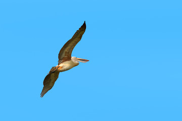 Obraz premium Pelican bird flying in the sky