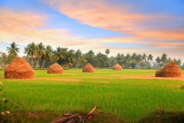 Scenic farm landscape in Andhra pradesh, India
