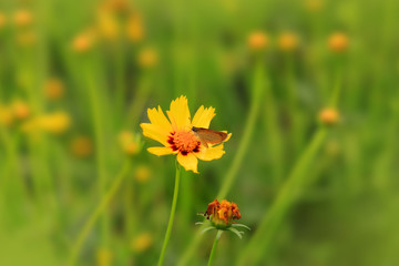 Michigan wild flowers in the grass