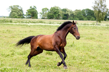 Obraz premium Beautiful dark horse running free at the pasture