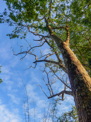 big trees in forest on blue sky background