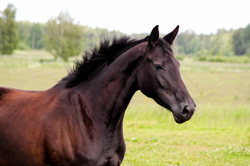 Obraz na płótnie Canvas Portrait of black horse at the pasture