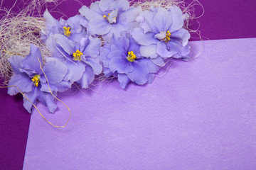 greeting card with decoration in the corner of violets for signature or clearance