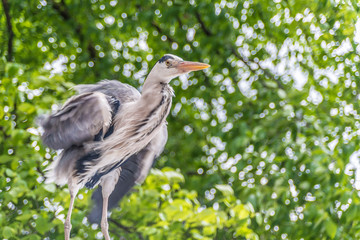 Crane in Amsterdam streets, Netherlands