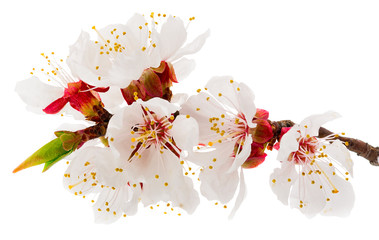 twig blossoming apricot