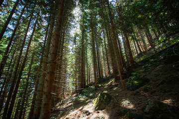 Evergreen forest at high slope in high mountains; low angle view; 