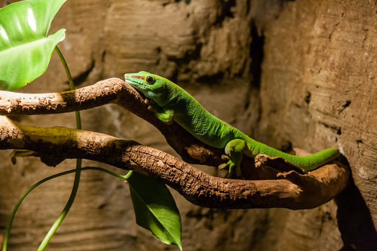 Green gecko lizard sits on a close-up branch