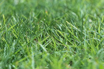 grass  field