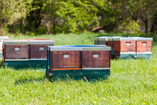 Bienenkästen auf grüner Wiese