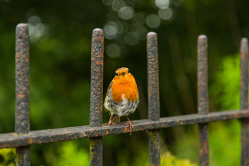 Bird, UK