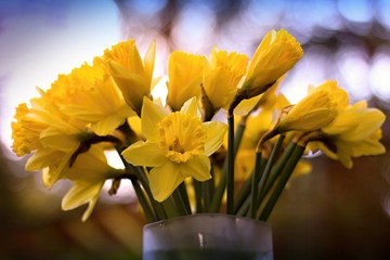Yellow narcissus in a vase
