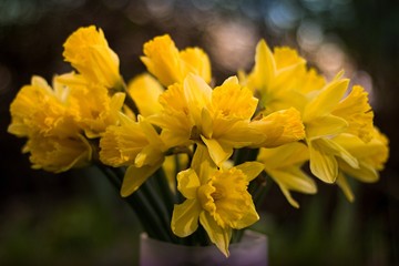 Yellow narcissus in a vase