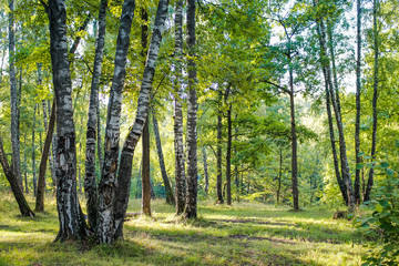 Birch grove in the summer. The bright edge of the forest
