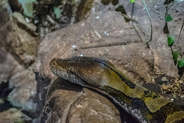 Boa