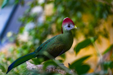 Tropic Bird