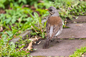 Fieldfare in the woods looking for prey. With place for copy.