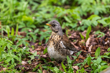 Fieldfare in the woods looking for prey.