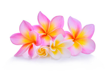 Naklejka premium frangipani flowers isolated on white background