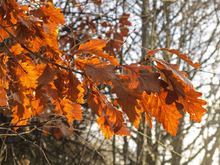 Dixies in December collection