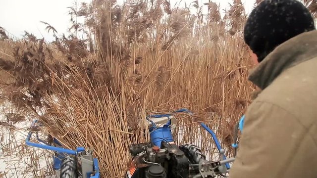 Harvesting reed in winter