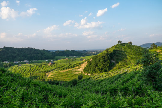 Prosecco vinyard near Santo Stefano, Valdobbiadene wine producing region of Italy. This area is the zona cartizze .