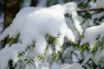 Forest coniferous branch covered with snow in the rays of the sun. Winter Wonderland wildlife of Northern regions. Pine and trees covered with a thick layer of freshly fallen snow in forest. 