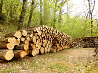 Several piles of oak, acacia and sweet chestnut logs in a woodland clearing