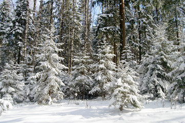 Forest coniferous tree covered with snow. Winter Wonderland wildlife of Northern regions. Pine and fir trees covered with a thick layer of freshly fallen snow.