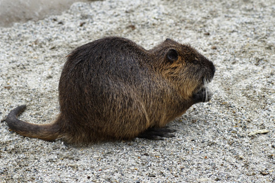 muskrat
