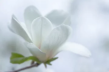 Gordijnen witte magnolia bloem © lms_lms