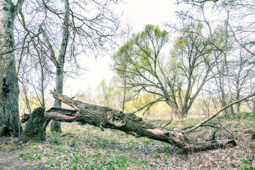 Fototapeta na wymiar A broken tree in the woods in Kiev, Ukraine. It is spring time, leaves and grass are growing