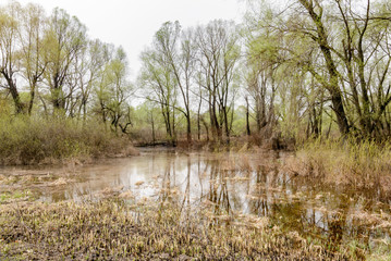Wetland, lake and woods at the beginning of the spring. Young typha latifolia reeds are growing