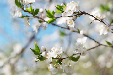 Beautiful flowering fruit tree